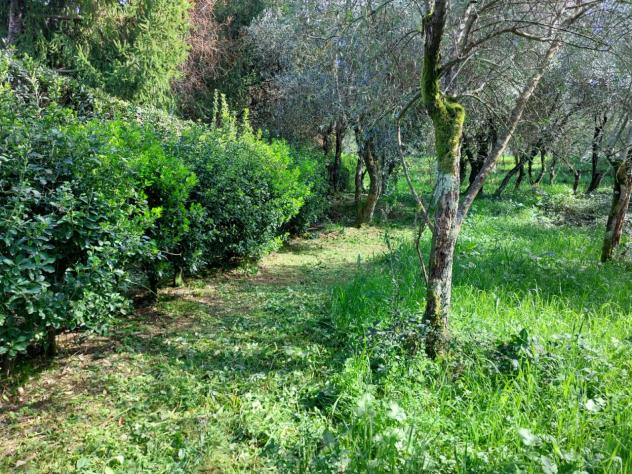TERRENO AGRICOLO di 10000 mq (CAMAIORE - pieve di camaiore) rif. 1001 - Foto 16