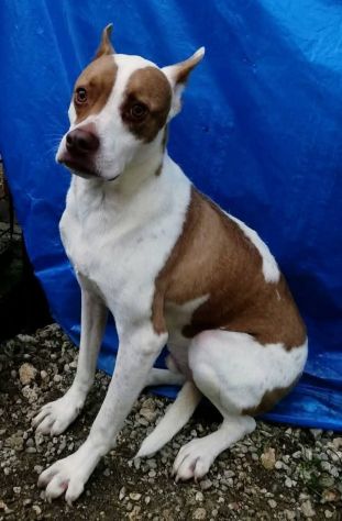 ELIO DOLCISSIMO E DELICATO CANE IN ADOZIONE - Foto 2