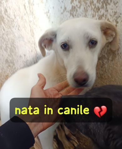 URSULA CUCCIOLA 8 MESI TAGLIA MEDIA NATA IN CANILE - Foto 3