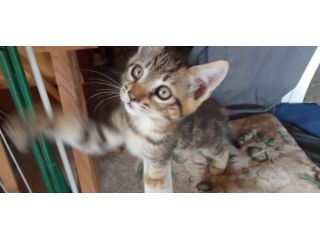 Regalo gattini