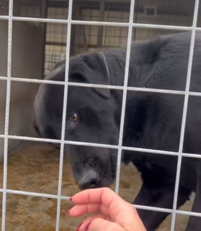 SIRIUS MIX LABRADOR CANE IN ADOZIONE - Foto 3
