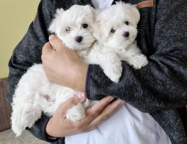 Maltese TOY