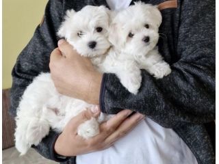 Maltese TOY