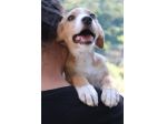 Piccola Dolly, cucciola cerca famiglia