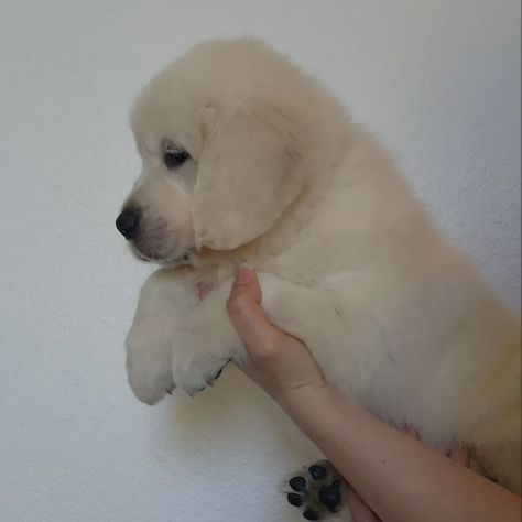 Cuccioli di Golden Retriever con Pedigree ENCI