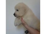 Cuccioli di Golden Retriever con Pedigree ENCI