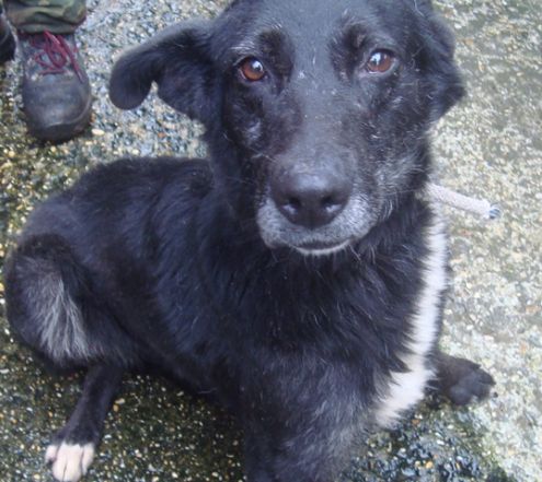 TESS, occhi d 'ambra - Foto 2