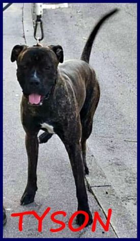 TYSON 3anni bravo,sfortunato mix pit-amstaff rimasto solo! - Foto 3