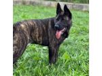 BLACK SALVIAMOL DAL CANILE CANE IN ADOZIONE