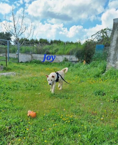 Sono Joy mi trovo in canile, nessuno viene a portarmi via.?.....
