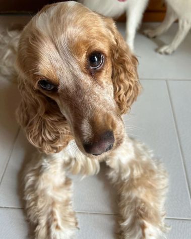 Cocker Spaniel e Volpino italiano cercano famiglia - Foto 8
