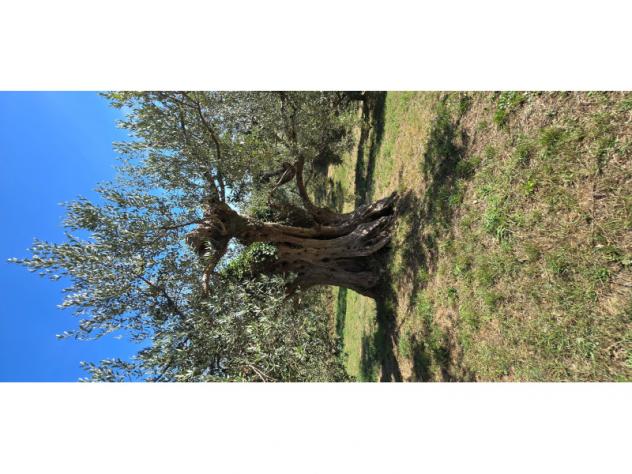 Agricolo in Viale del Lavoro - Foto 2