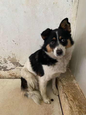 FLO' CAGNOLINA IN ADOZIONE - Foto 5