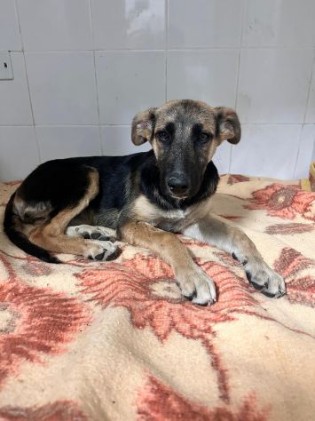 ISOTTA CUCCIOLA 11 MESI SIMIL PASTORE TEDESCO - Foto 5