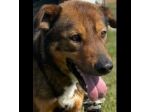 GIOI FESTOSO E AMOREVOLE CANE IN ADOZIONE
