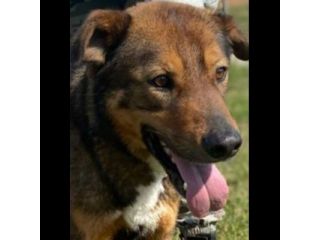GIOI FESTOSO E AMOREVOLE CANE IN ADOZIONE