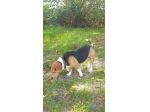 Bruno mix beagle e bassotto