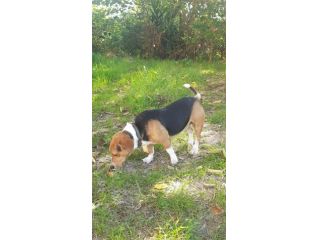 Bruno mix beagle e bassotto