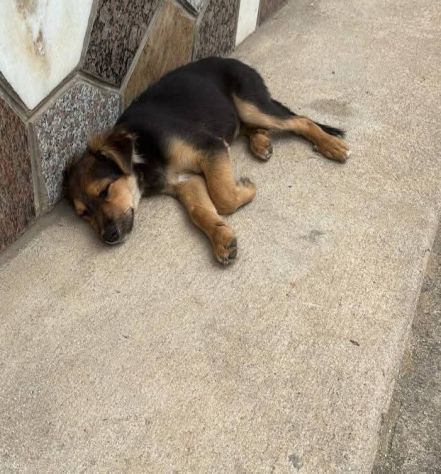 CUCCIOLA 4 MESI INCROCIO PASTORE TEDESCO VIVE PER STRADA - Foto 3