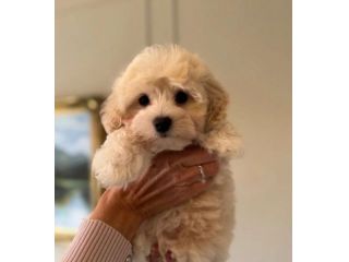 piccoli di maltipoo