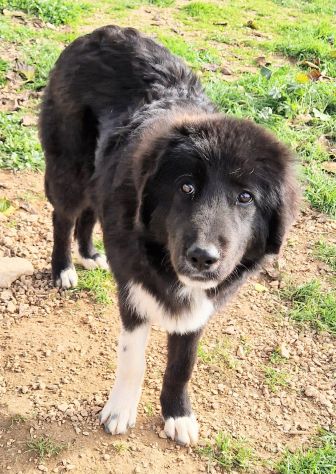 CHIAMA PER QUEGLI OCCHIONI TRISTI!MAX,IN CANILE! - Foto 7