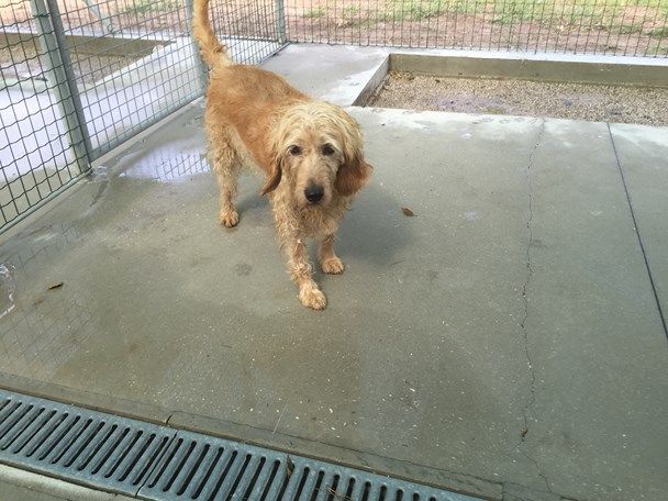 DORA, dolce segugio a pelo forte - Foto 5