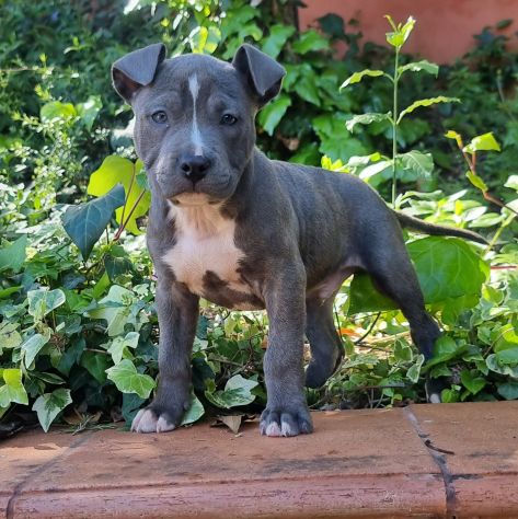 Cuccioli di Amstaff con pedigree in tutta Italia - Foto 5