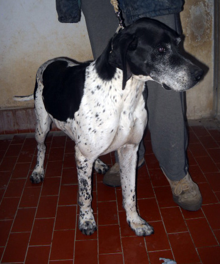 PERRY, adorabile creatura URGENTE! - Foto 3