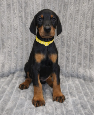 Dobermann