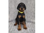 Dobermann