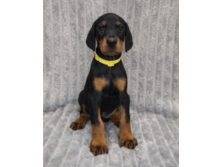 Dobermann