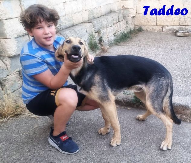 Adotta un angelo con la coda - Foto 2