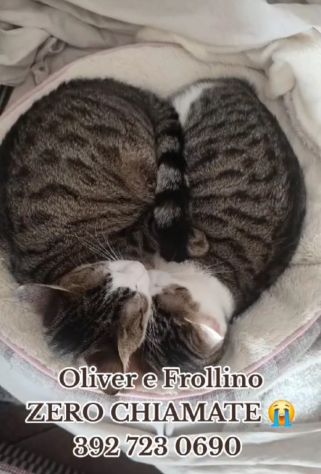 2mici 15mesi INSEPARABILI adozione saltata!! ROMA SOS - Foto 3