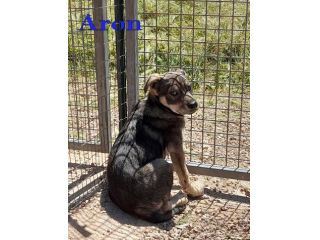 Aron e Jago cuccioli dolcissimi in adozione