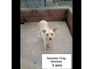 CANI IN ADOZIONE URGE AIUTARLI