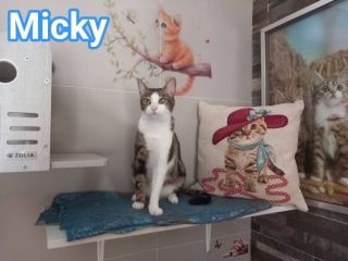 MICKY, adorabile micino da adottare!