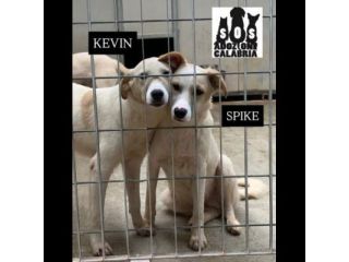 KEVIN, SPIKE, DIDO, TENERISSIMI CUCCIOLI IN ADOZIONE