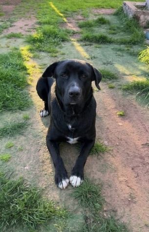 IL MERAVIGLIOSO AXEL CERCA UNA NUOVA FAMIGLIA - Foto 5