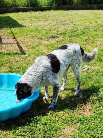 CANE IN ADOZIONE: ESCAPE, taglia media. - Foto 7