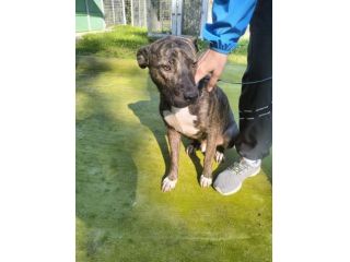 Apollo simil amstaff