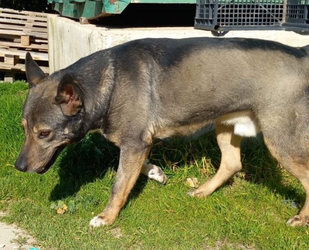 MILAGRO, cane buonissimo, abbandono estivo - Foto 3
