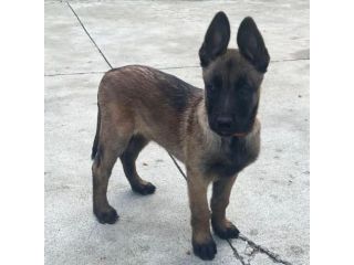 Cuccioli di Pastore Belga Malinois