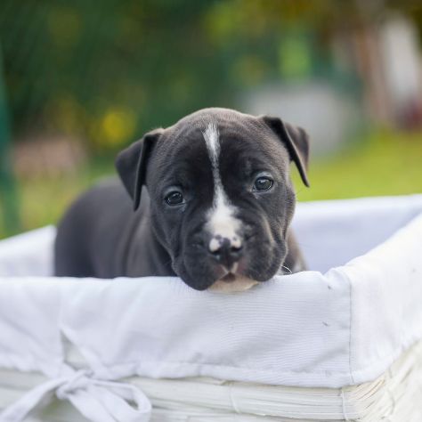 Allevamento Amstaff in Puglia in provincia di Bari. Cuccioli con pedigree.