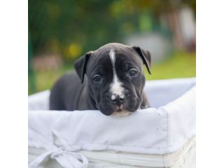 Allevamento Amstaff in Puglia in provincia di Bari. Cuccioli con pedigree.