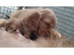 CUCCIOLI  COCKER SPANIEL FULVI
