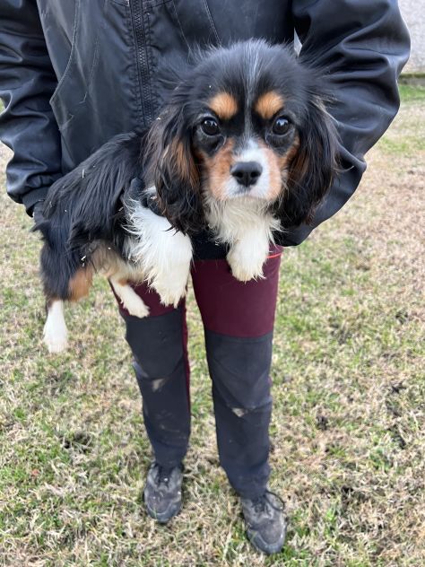 Cucciolo maschio di Cavalier King Charles Spaniel - Foto 4
