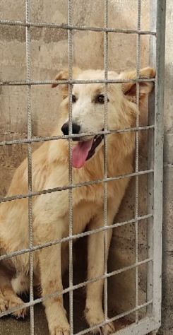 CANE IN ADOZIONE: MIELE, taglia medio contenuta - Foto 5