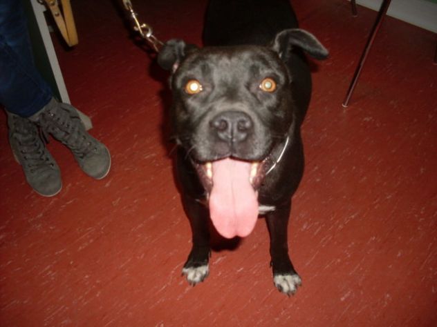 DORA, cucciolona mix corso pitbull - Foto 3