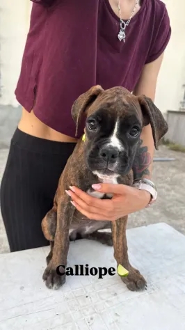Cuccioli boxer da Riproduzione Selezionata - Foto 4