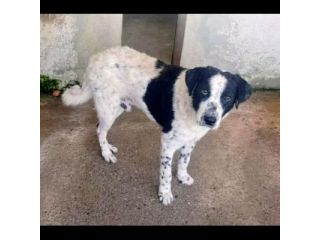 GIOBBE LO SGUARDO DELLA RASSEGNAZIONE. CAGNOLINO IN ADOZIONE